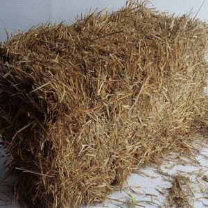 one barley straw bale